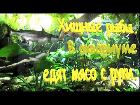 Видео: Сом краснохвостый. Акулий сом. Хищные рыбы едят с руки.