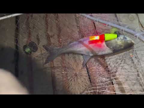 Видео: Впіймав товстолобів. Нічний треш і багато сходів.#толстолобик 