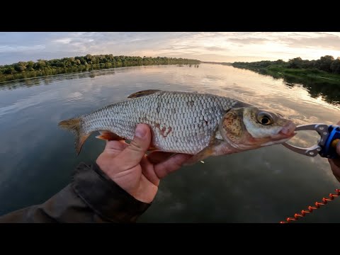 Видео: Ловля на Воблеры. Река Ока. Рыбалка 2023. Редкий Рыб на Крючке.