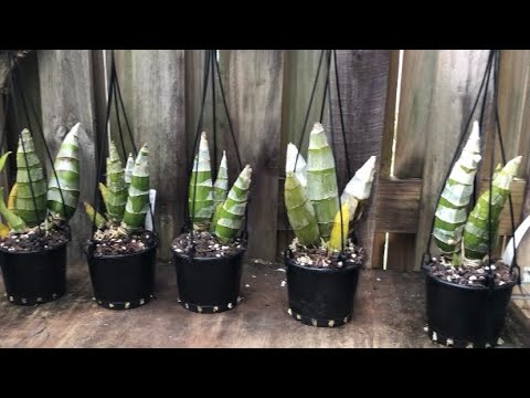 Видео: Catasetum orchids пересадка весна 2022 ( Катасетум)