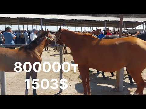 Видео: Малбазар Жылқы Horse Базарға Зор Құлынды Биелер келді 🐎🏇
