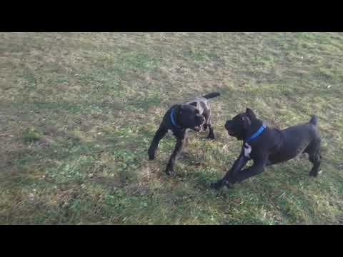 Видео: Питомник Кане Корсо ELITE LEGION