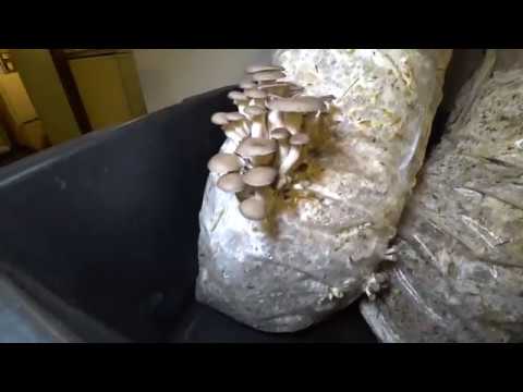 Видео: УРОЖАЙ ВЕШЕНКИ - ВТОРАЯ ВОЛНА!!!