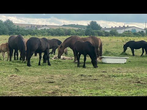 Видео: Коні Львівщини|потомство Сеньора і Портоса |Жеребчик по Портосу буде на продажу)