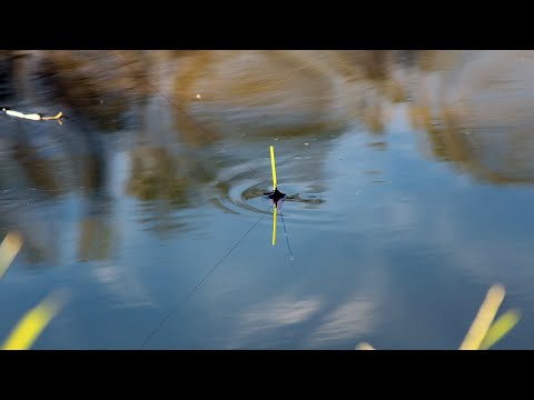 Видео: РИБОЛОВ на РЕКА с ПЛУВКА - ЛОВИХМЕ РИБА за РИБА - РАЗБИВАЩО ОТКРИВАНЕ на СЕЗОНА - Float Fishing