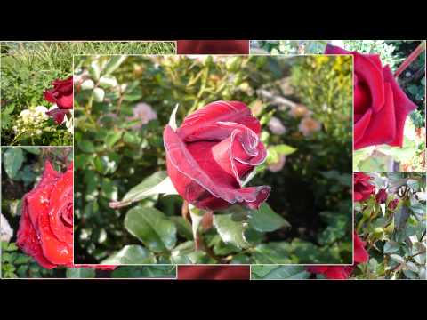 Видео: О черных и красных розах