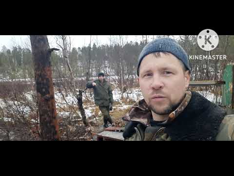 Видео: Вызволение караката из болотного плена.