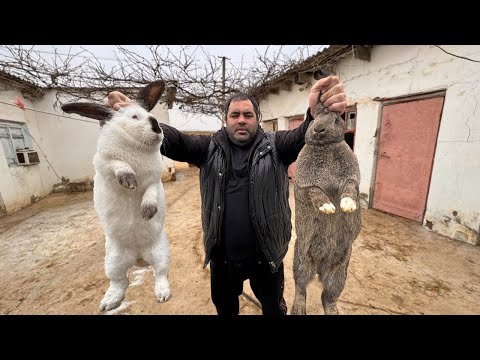 Видео: Никто Не Ожидал Такой Вкус! Кролик как в Дворце!