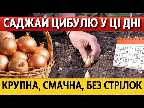 Видео: ВРОЖАЙ ВІДРАМИ! Кращі дні для цибулі під зиму 2025. Коли саджати озиму цибулю у жовтні, листопаді