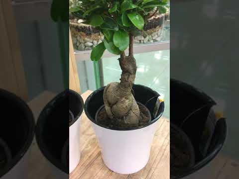 Видео: Фикус Микрокарпа Гинсенг - уход за растением
