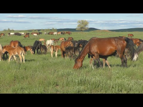 Видео: Жизнь табуна. Конец мая.