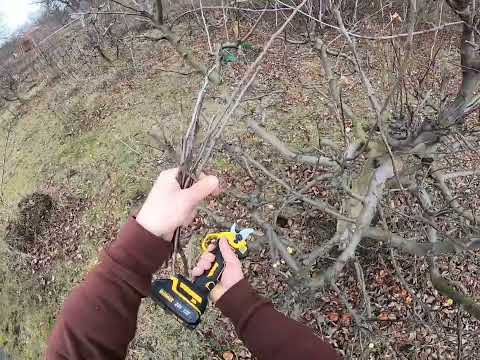 Видео: АКУМУЛЯТОРНИЙ СЕКАТОР DeWalt