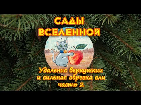 Видео: Александр Петров. Удаление верхушки и сильная обрезка ели (часть 2)