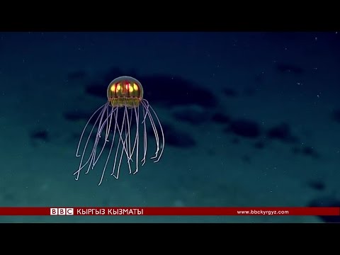 Видео: Океандын түбү кандай болду экен? - BBC Kyrgyz