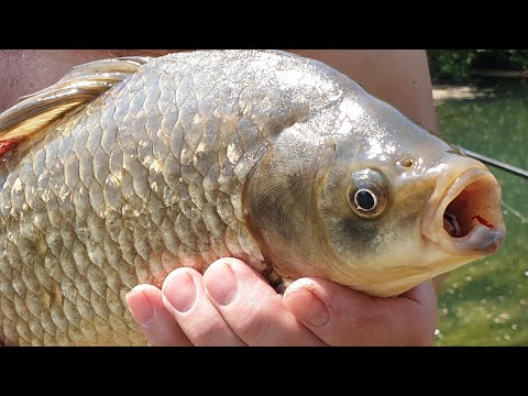 Видео: Рыбалка во Франции на Канале де Кольмар.