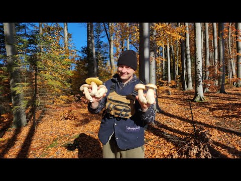 Видео: НЕ ПОВІРИШ, ПОКИ НЕ ПОБАЧИШ! ГРИБИ ЯК З ІНШОГО СВІТУ 😳”СЕЛЯНИН 2025.БІЛІ ГРИБИ 2025