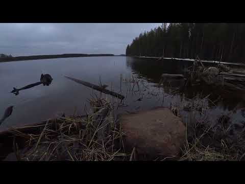 Видео: Весенний лес, лягушачья любовь