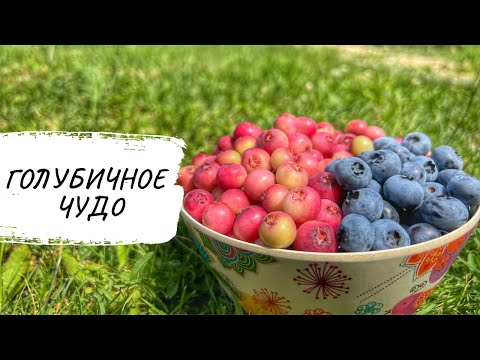 Видео: Интересное и важное о голубике | Сорт Пинк Лимонад