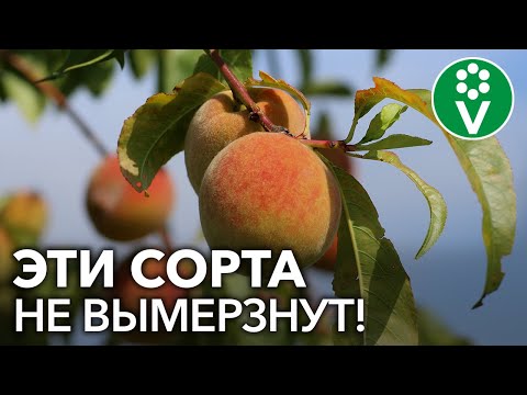 Видео: ТОП-6 СОРТОВ ПЕРСИКА для сурового климата