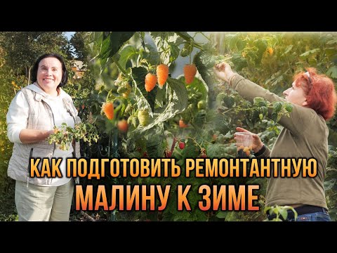 Видео: Как подготовить ремонтантную малину к зиме?