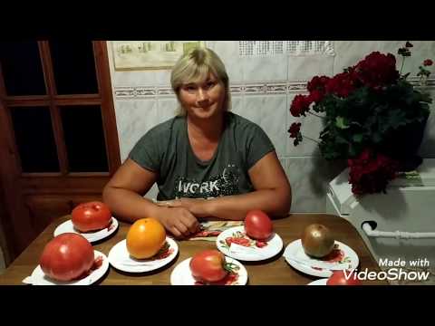 Видео: Дегустация томатов Божественный ранний,Хоумстед,Фиделио,Райское наслаждение,Оранжевая клубничка.