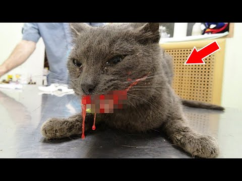 Видео: Ветеринар подобрал побитого кота даже не подозревая, что совсем скоро…