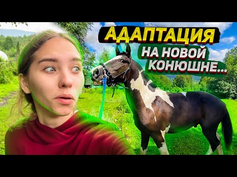 Видео: Спустя неделю на НОВОЙ конюшне... Как проходит АДАПТАЦИЯ Хардина ?