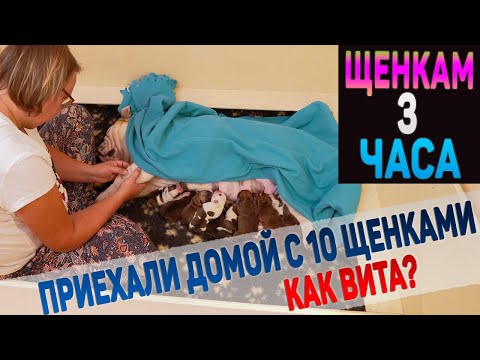 Видео: Привезли новорожденных щенков Английского Бульдога домой. Что c мамой щенков?