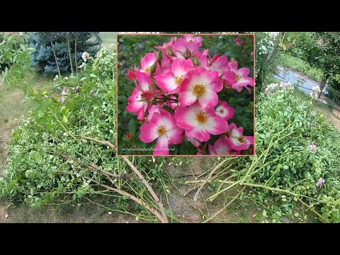 Видео: Омолаживающая обрезка мускусной розы Букаву после первого цветения.