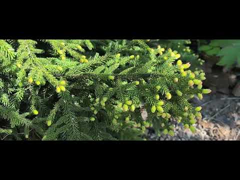 Видео: Удивительные и редкие пихты и ели - семейство сосновые