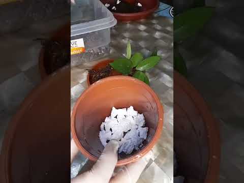 Видео: N°-17. Хоя гулининг  (Корназа сорти) парвариши...