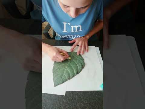 Видео: Быстрый способ тонировки листьев из изолона