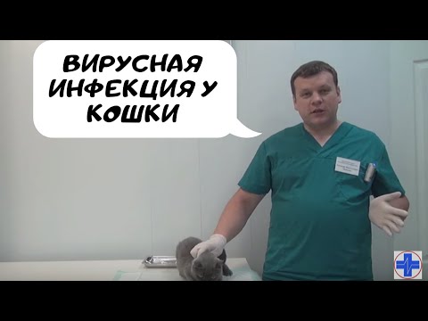 Видео: Вирусная инфекция у кошки