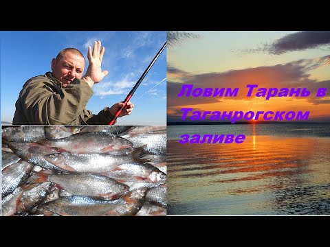 Видео: ТАРАНЬ, ШЕМАЯ В ТАГАНРОГСКОМ ЗАЛИВЕ