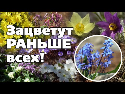Видео: ТОП 10 ПЕРВОЦВЕТОВ В САДУ. Зацветают сразу как растает снег