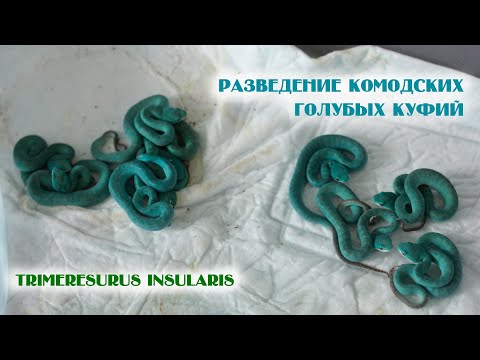 Видео: Разведение голубых куфий Trimeresurus insularis