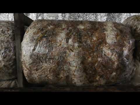 Видео: Еринги, белый степной гриб, вешенка королевская, Pleurotus eryngii названия одного гриба, сезон 2021