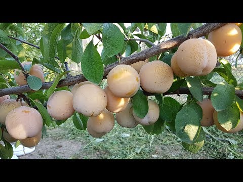 Видео: Слива Желтая Афаска