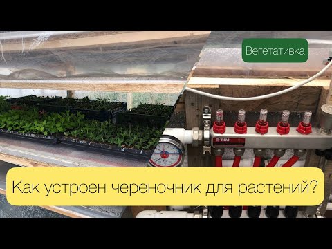 Видео: Как устроен череночник для вегетативных растений!