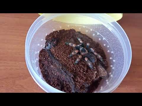 Видео: Кормление пауков птицеедов