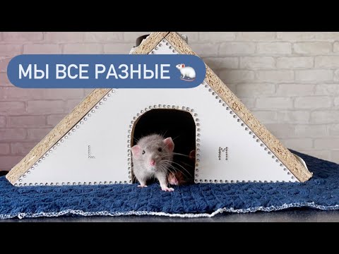 Видео: Характер крыс 🐀