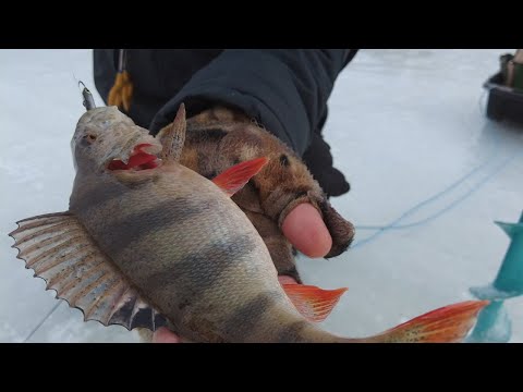 Видео: В поисках толстых окуней. Рыбалка на балансир на Чебоксарском водохранилище.