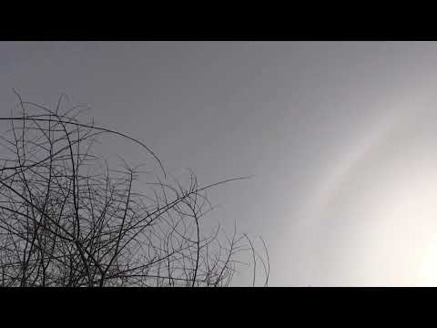 Видео: Голуби Ульяновска и Ульяновской области