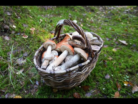 Видео: Грибная разведка 06 октября 2023. Всеволожский район.