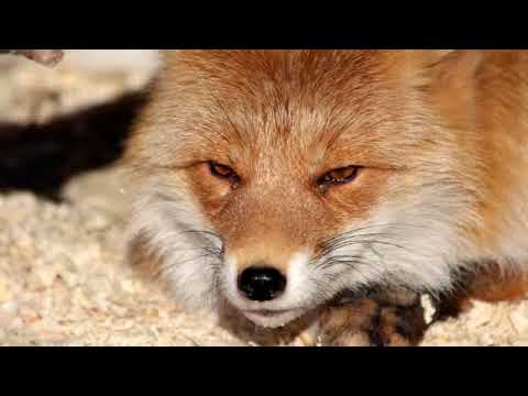 Видео: Притчи, Дзен Выхухоля, Манк Ху, озвучивает [Nikosho]