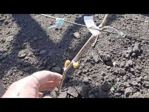 Видео: Первая обломка выдвинувшихся почек на годичных саженцах. Когда приступать, что оставлять, зачем, др