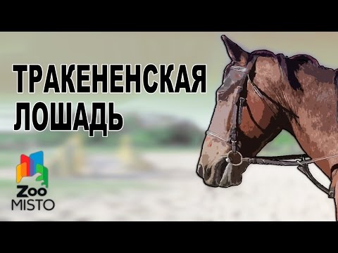 Видео: Тракененская лошадь - Все о породе лошади | Тракененская порода лошадей