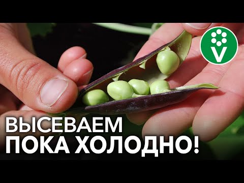 Видео: ОТЛИЧНЫЙ УРОЖАЙ ГОРОШКА И БОБОВ ВАМ ОБЕСПЕЧЕН при таком посеве