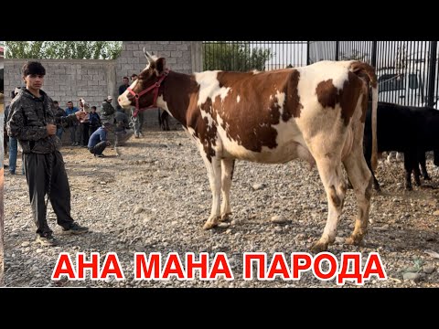 Видео: АНА МАНА ПАРОДА МОЛБОЗОРИ РАХМОНБЕРДИ,  15 октября 2024 г.