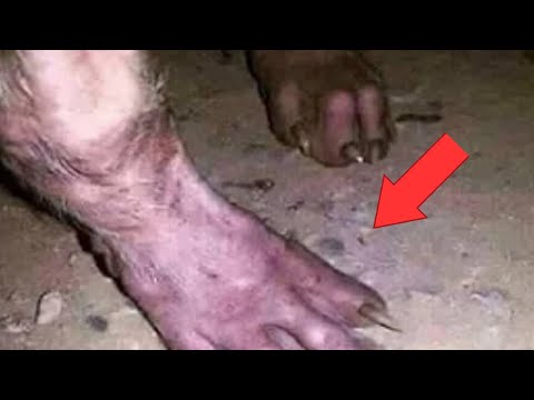 Видео: Эти Необычные СУЩЕСТВА ЖИВУТ СРЕДИ ЛЮДЕЙ